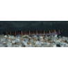 Pangio kuhli myersi (Acanthophtalmus kuhli myersi) 4-4,5 cm (s)