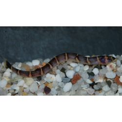 Pangio kuhli myersi (Acanthophtalmus kuhli myersi) 4-4,5 cm (s)