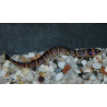 Pangio kuhli myersi (Acanthophtalmus kuhli myersi) 4-4,5 cm (s)