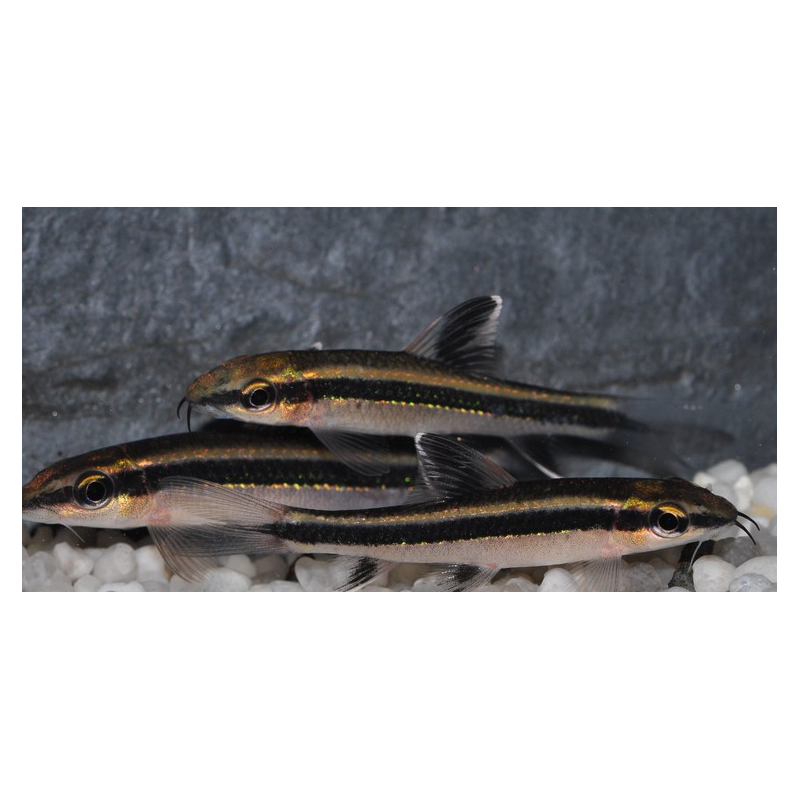 Epalzeorhynchus kalopterus (Epalzéo) 4-4,5 cm