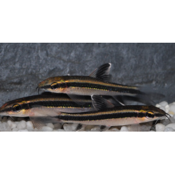 Epalzeorhynchus kalopterus (Epalzéo) 3,5 cm