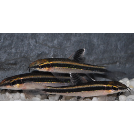 Epalzeorhynchus kalopterus (Epalzéo) 3,5 cm
