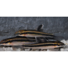 Epalzeorhynchus kalopterus (Epalzéo) 3,5 cm