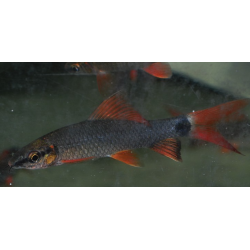 Epalzeorhynchus frenatus (Labeo frenatus) albinos 6-6,5 cm