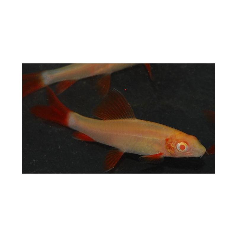Epalzeorhynchus frenatus (Labeo frenatus) albinos 4-4,5 cm Epalzeorhynchus frenatus (Labeo frenatus) albinos 4-4,5 cm