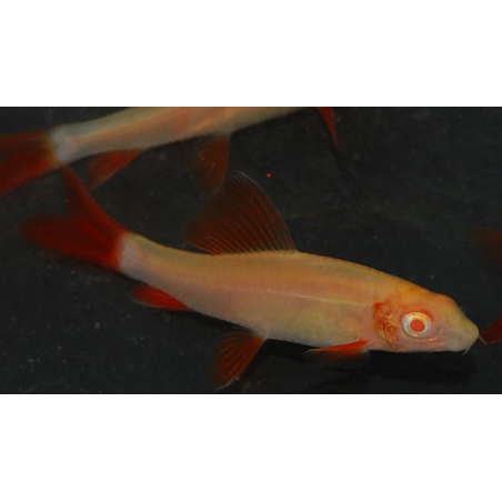 Epalzeorhynchus frenatus (Labeo frenatus) albinos 4-4,5 cm