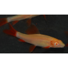 Epalzeorhynchus frenatus (Labeo frenatus) albinos 4-4,5 cm