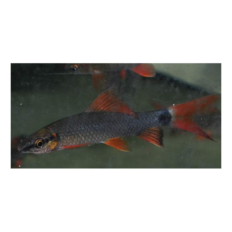 Epalzeorhynchus frenatus (Labeo frenatus) 5-5,5 cm Epalzeorhynchus frenatus (Labeo frenatus) 5-5,5 cm