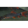 Epalzeorhynchus frenatus (Labeo frenatus) 5-5,5 cm