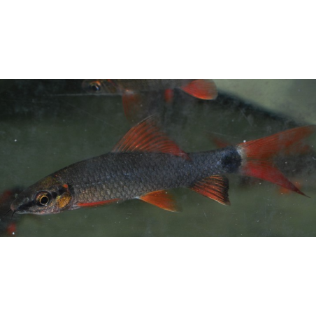 Epalzeorhynchus frenatus (Labeo frenatus) 4-4,5 cm