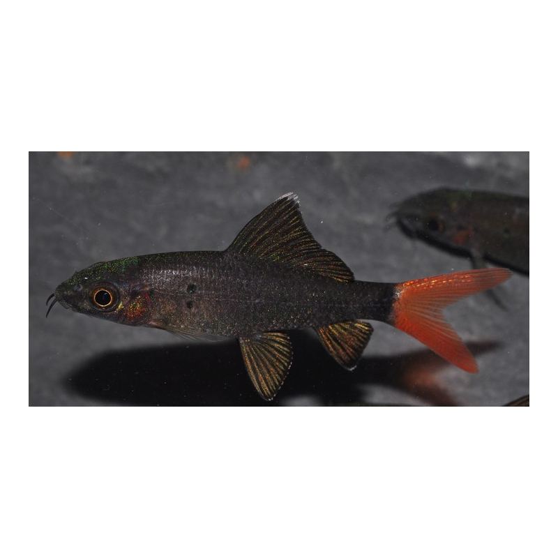 Epalzeorhynchus bicolor (Labeo bicolor) 4-4,5 cm