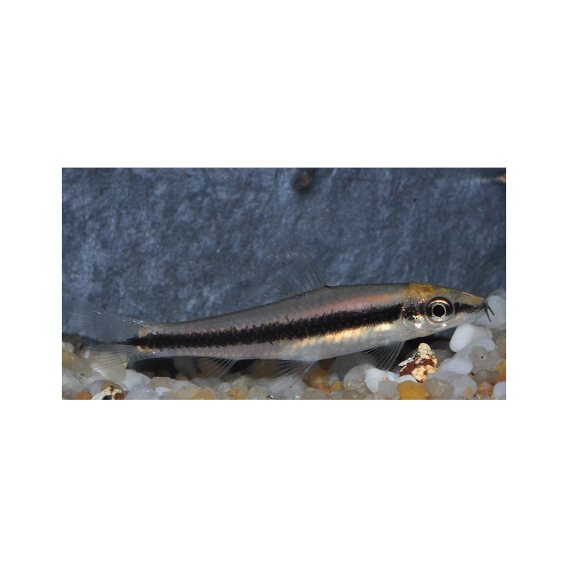 Crossocheilus siamensis (Epalzeorhynchus siamensis) 5-5,5 cm