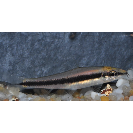 Crossocheilus siamensis (Epalzeorhynchus siamensis) 5-5,5 cm