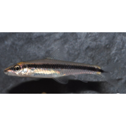 Crossocheilus siamensis (Epalzeorhynchus siamensis) 5-5,5 cm
