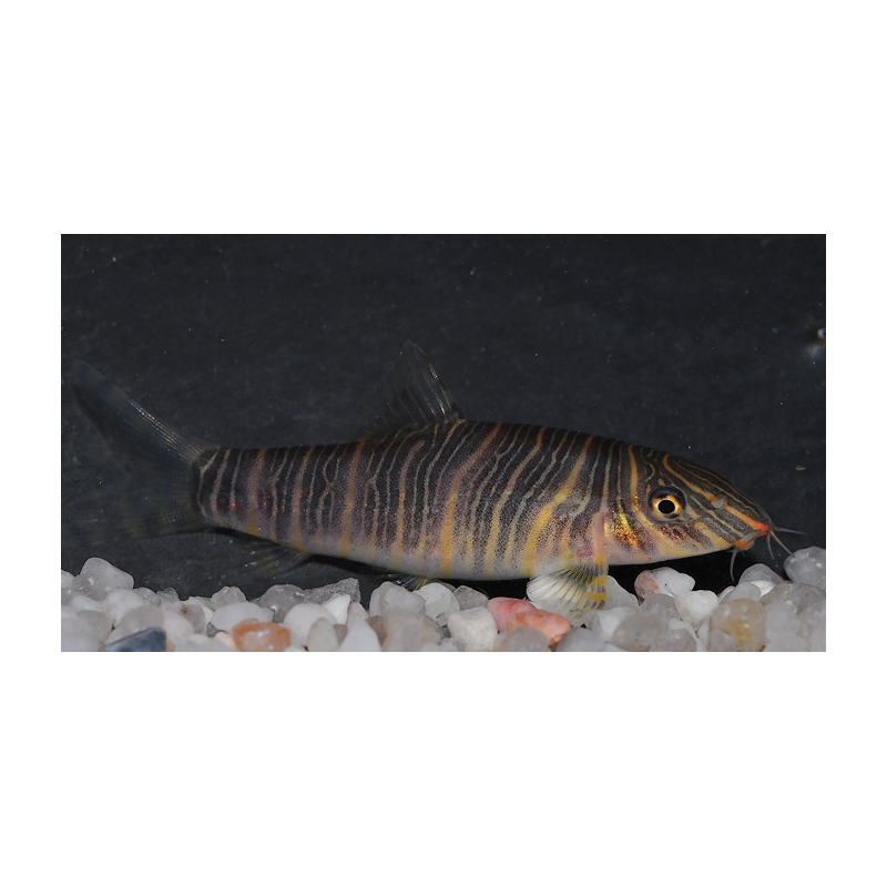 Botia striata 5-5,5 cm Botia striata 5-5,5 cm