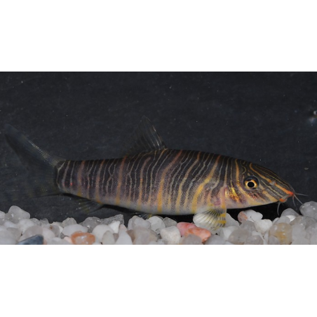 Botia striata 5-5,5 cm