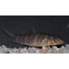 Botia striata 5-5,5 cm