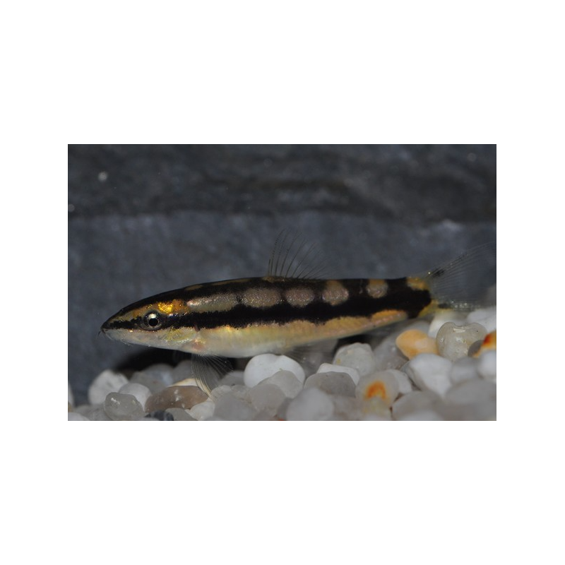 Botia sidthimunki 3 cm