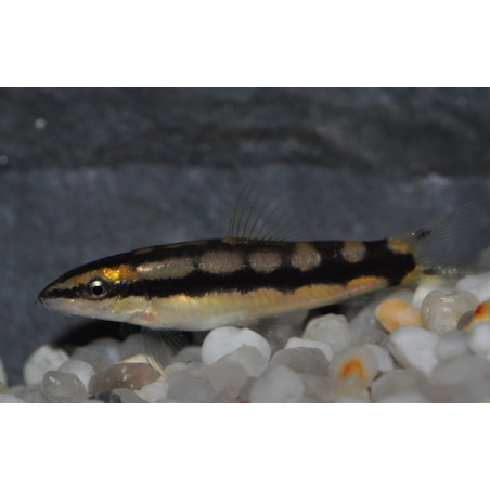 Botia sidthimunki 3 cm