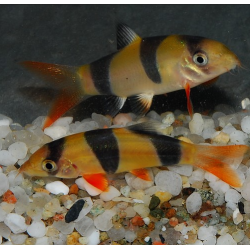 Botia macracanthus (Loche clown) 6-6,5 cm (s)