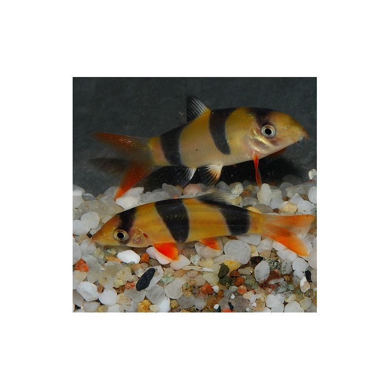 Botia macracanthus (Loche clown) 6-6,5 cm (s)