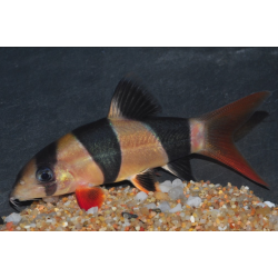 Botia macracanthus (Loche clown) 6-6,5 cm (s)