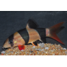 Botia macracanthus (Loche clown) 6-6,5 cm (s)