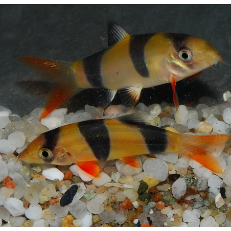 Botia macracanthus (Loche clown) 4-4,5 cm (s)