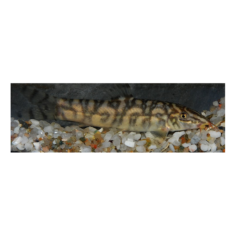 Botia lohachata 5-5,5 cm Botia lohachata 5-5,5 cm