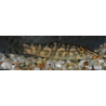 Botia lohachata 5-5,5 cm