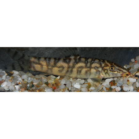 Botia lohachata 4-4,5 cm