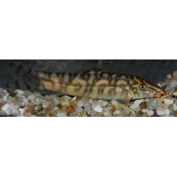 Botia lohachata 3,5 cm