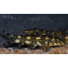 Botia kubotai 5-5,5 cm (s)