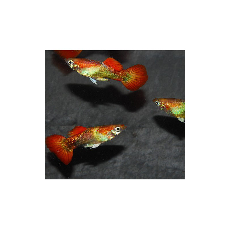 Poecilia reticulata femelle (Guppy femelle) Golden tuxedo 3 cm