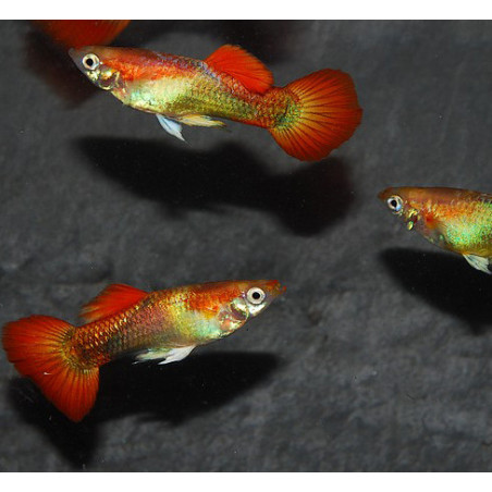 Poecilia reticulata femelle (Guppy femelle) Golden tuxedo 3 cm
