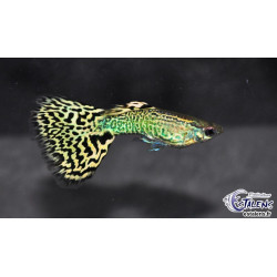 Poecilia reticulata femelle (Guppy femelle) léopard 3 cm