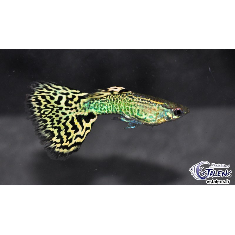 Poecilia reticulata femelle (Guppy femelle) léopard 3 cm