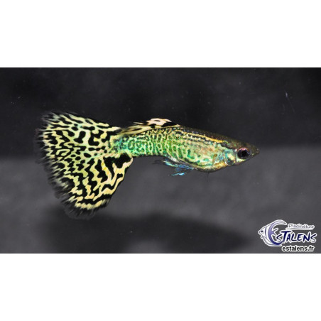 Poecilia reticulata femelle (Guppy femelle) léopard 3 cm