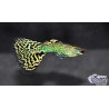 Poecilia reticulata femelle (Guppy femelle) léopard 3 cm