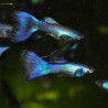 Poecilia reticulata femelle (Guppy femelle) bleue néon 3,5 cm