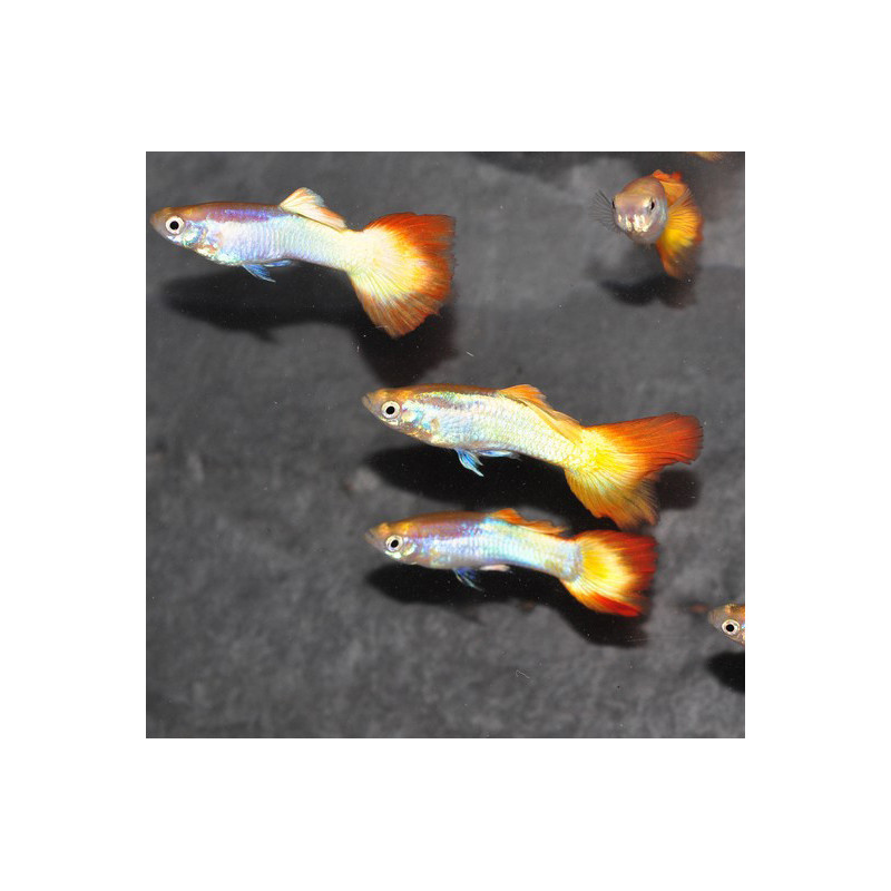 Poecilia reticulata femelle (Guppy femelle) Tequila sunrise 3,5 cm