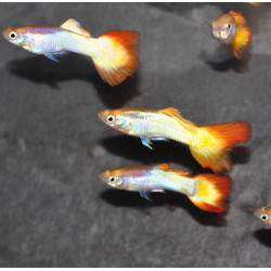 Poecilia reticulata femelle (Guppy femelle) Tequila sunrise 3 cm