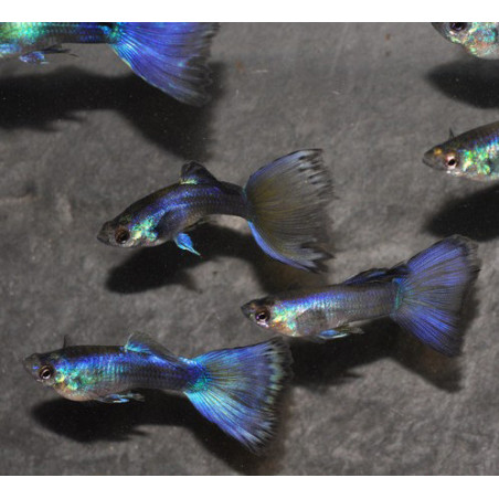 Poecilia reticulata femelle (Guppy femelle) bleue tuxedo 3 cm