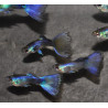 Poecilia reticulata femelle (Guppy femelle) bleue tuxedo 3 cm