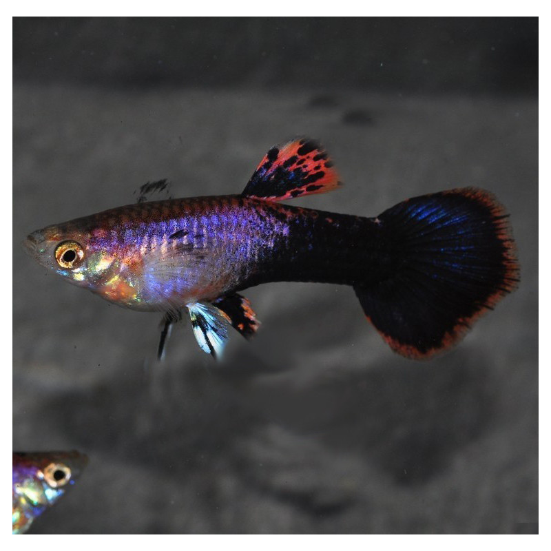 Poecilia reticulata femelle (Guppy femelle) Eclipse 3 cm