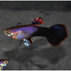 Poecilia reticulata femelle (Guppy femelle) Eclipse 2,5 cm