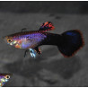 Poecilia reticulata femelle (Guppy femelle) Eclipse 2,5 cm