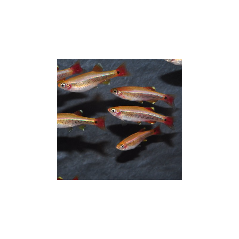 Tanichthys albonubes (Cardinal) doré 3 cm Tanichthys albonubes (Cardinal) doré 3 cm