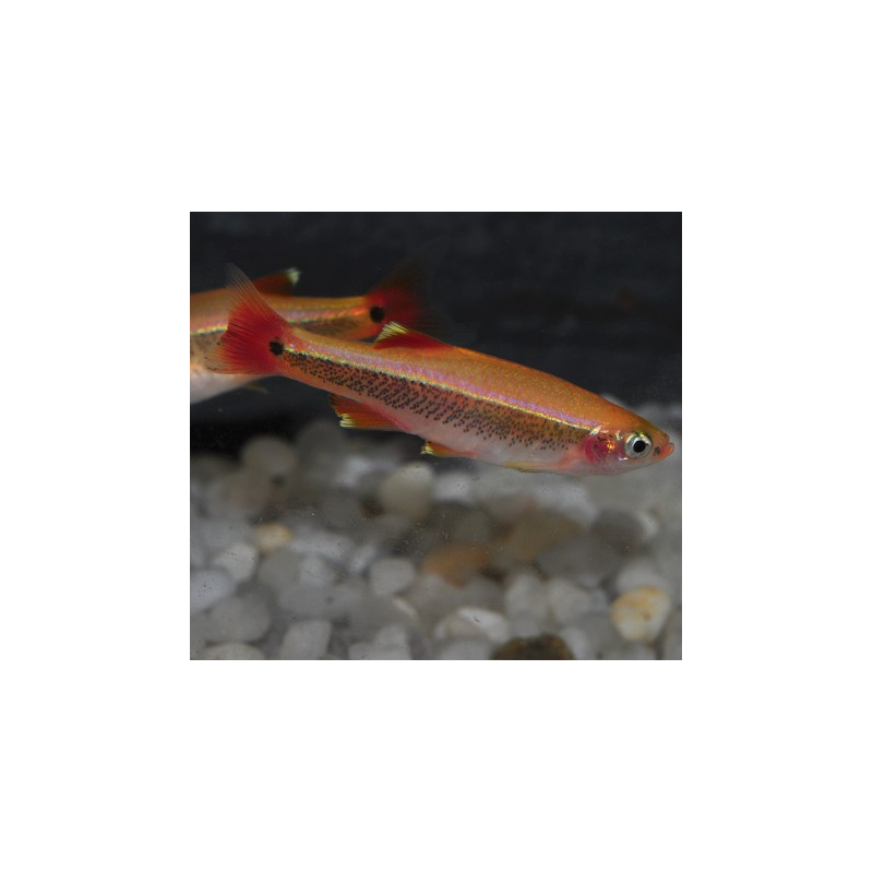 Tanichthys albonubes (Cardinal) doré 2,5 cm Tanichthys albonubes (Cardinal) doré 2,5 cm