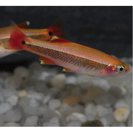 Tanichthys albonubes (Cardinal) doré 2,5 cm